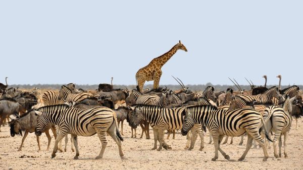 A single giraffe among a herd of zebra and ostriches