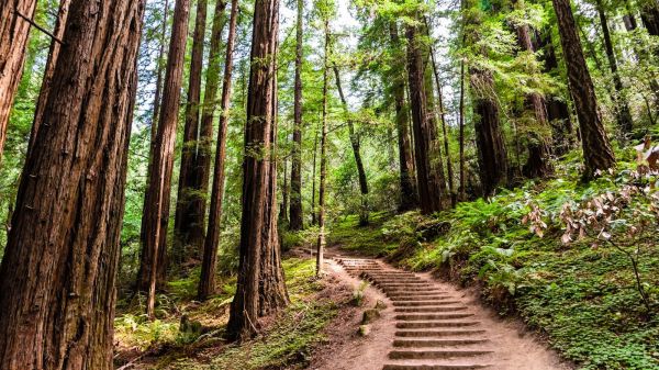 Steps along trail in Muir Woods.