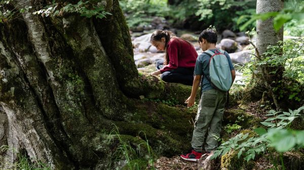 Two students studying trees in a lush, green forest