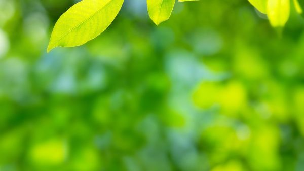sun shining on green leaves in forest