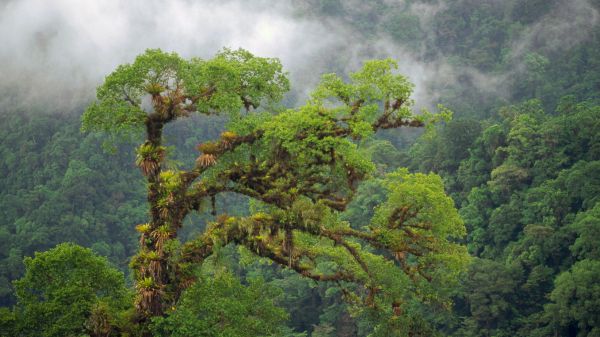 Tree in Rainforest Image by Gerry Ellis