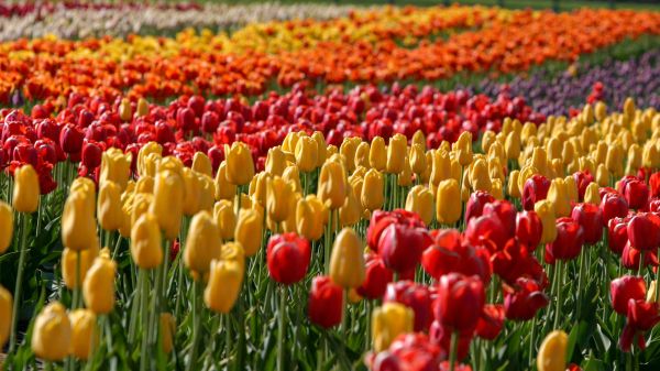 field of red, yellow, and orange tulips