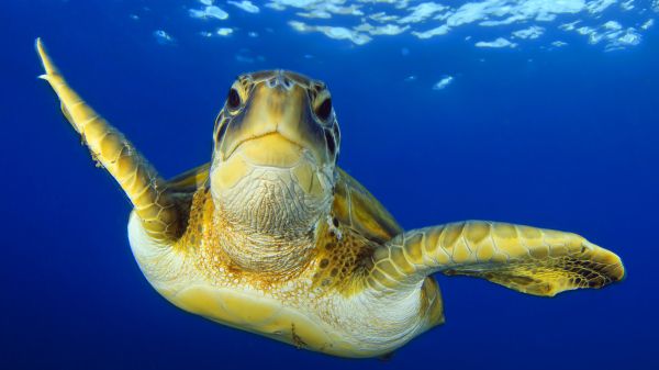 sea turtle swimming in blue water