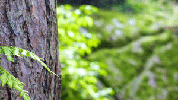 Close-up photo of tree bark and a green fern creeping around the trunk