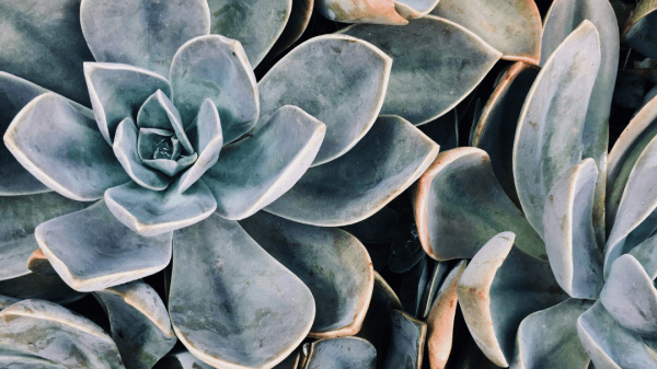 Close-up photo of a succulent