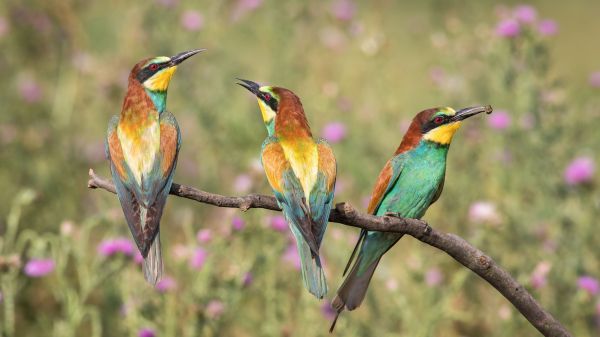 Three colorful European Bee-eaters perched on a branch.