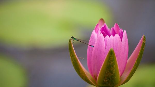 Photo of a pink lily and a blue dragonfly