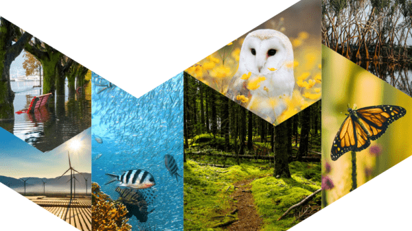 check shape full of nature images: red bench under water, wind turbines, fish in sea, owl in yellow flowers, monarch, woods