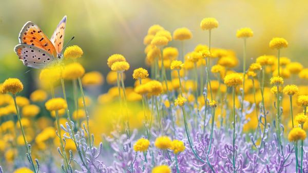 field of yellow and lavendar flowers with monarch