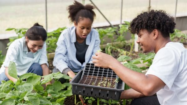Multiracial group of students working together in greenhouse planting vegetable seedlings during school agriculture lesson developing teamwork hands-on experience and sustainable farming knowledge