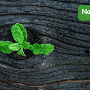 A small set of leaves grow out of a dark piece of wood