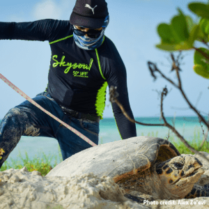 A person measuring a sea turtle on a sandy beach