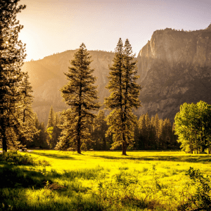 A sunsetting day with trees growing out of a green grassy area; in the background is a mountainous outcropping and clear sky