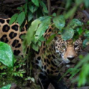 Amazon virtual field trip thumbnail featuring a large cat and green background