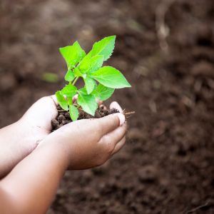 Cupped hands hold a small pile of soil with a growing plant