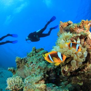 Two sub divers over a coral reef