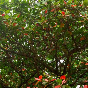  Dozens of fruit bats hang from the branches of a flowering almond tree. PC: Adedotun Ajibade