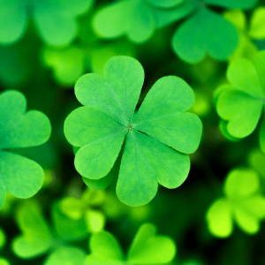 A clump of green clovers, with a four-leafed one centered