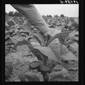 BW photo of an African American tenant farmer topping tobacco in Person County, North Carolina. 