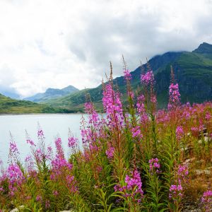 Wildflowers along a lake and mountainscape. Foggy day.