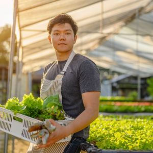Young adult holding carton of harvested lettuce and gloves.