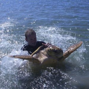 WWF scientist in the water with a marine turtle