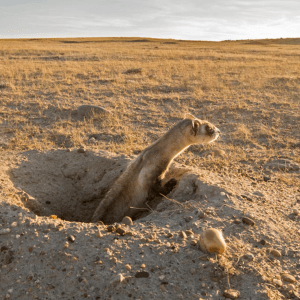black-footed ferret popping up out of burrow