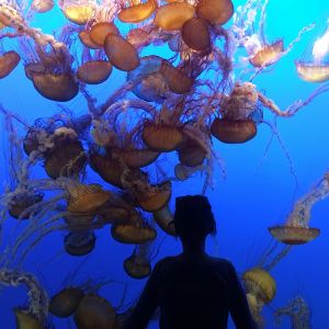 A silhouette of a person observing a large group of jellyfish in an aquarium. The jellyfish are golden-orange in color, floating against a vibrant blue background. The scene captures a moment of wonder and connection between the viewer and marine life.