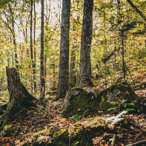 A forest floor with rocks and leaves, green trees behind it