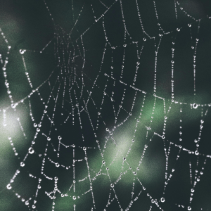 A zoomed-in view of a spider's web covered in water droplets over a blurred green background