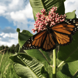 monarch butterfly on milkweed