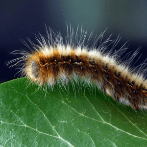 A fuzzy orange caterpillar sits on top of a green leaf