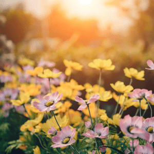 Pink and yellow flowers in front of a blurred sunsetting background