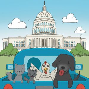 An illustration featuring two cats, a chicken, and a dog riding in the back of a blue pickup truck driving toward the US Capitol building