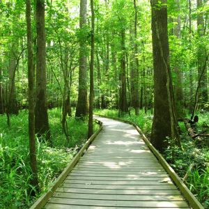 Boardwalk through green forest at Congaree National Park
