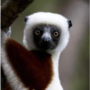 Lemur