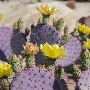 Dollarjoint Prickly Pear flowering yellow flowers