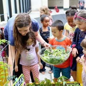 Children and teacher collecting lettuce from the garden