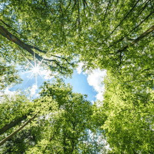 Observing the sunlight filtering through the trees in a forest, surrounded by a natural landscape of terrestrial plants, trunks, twigs, grass, and various shades of wood