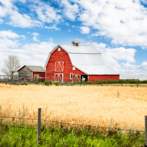 A red barn sits in the middle of a yellow field of crops; a fence is at the front end of the field; behind the barn is a blue cloudy sky