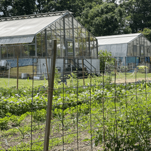 Photo of two greenhouses and a garden, with a fence in the foreground.