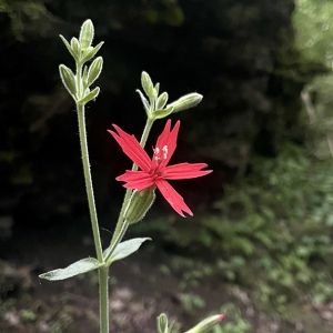 A five-pointed red flower emerges from a thin herbaceous stalk in the forest.