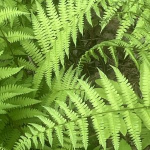 Ferns