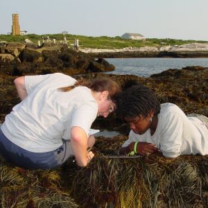 Shoals intertidal with Star Island in the background