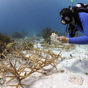 A conservation diver recording observations of a coral reef.