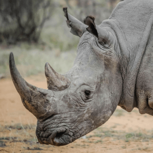 Half of a rhinoceros is visible in profile, with their head to the very left side of the image