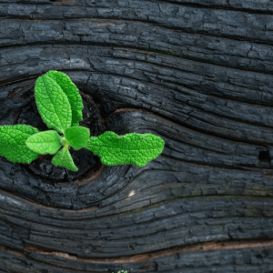A small leaf blooming out of a piece of wood
