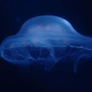 A light blue jellyfish floats to the left in dark blue and black water