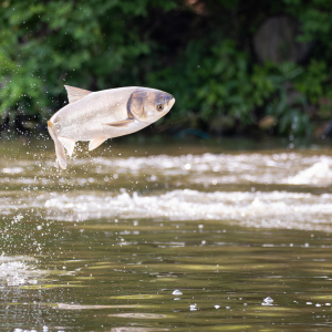 Invasive carp jumping out of water