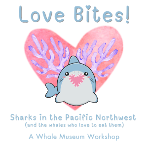 Cartoon illustration of a shark in front of a heart and purple coral; text reads "Love Bites!" "Sharks in the Pacific Northwest (and the whales who love to eat them), A Whale Museum Workshop"